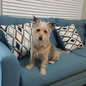 THE "DOG DAYS" OF SUMMER 🐾🦋🌴🌺